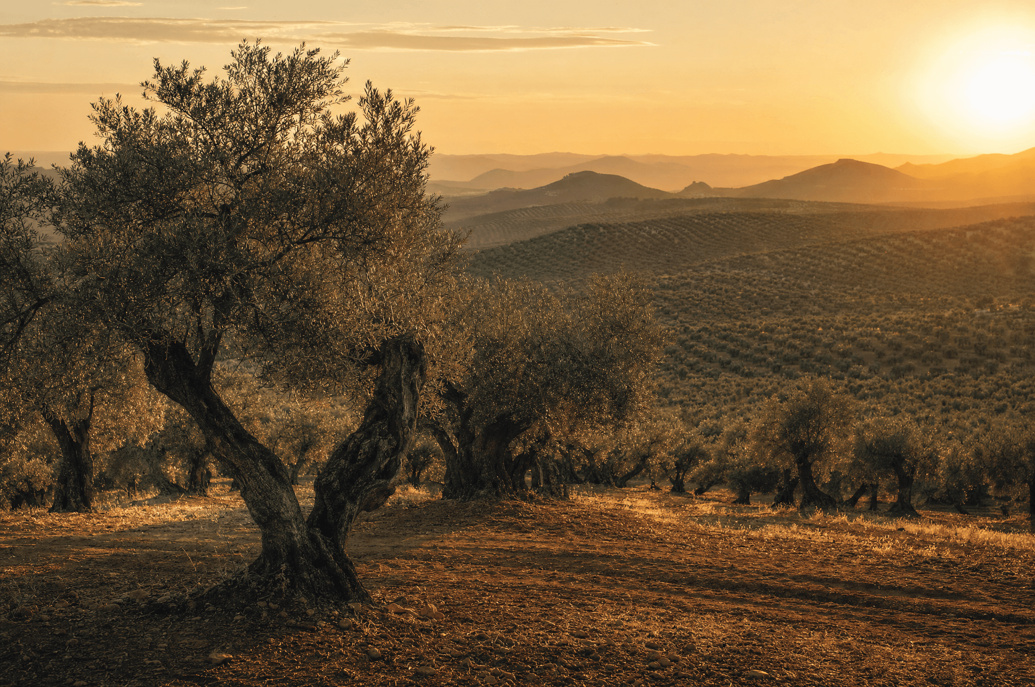 Andalusischer Olivenhain bei tiefem Sonnenstand