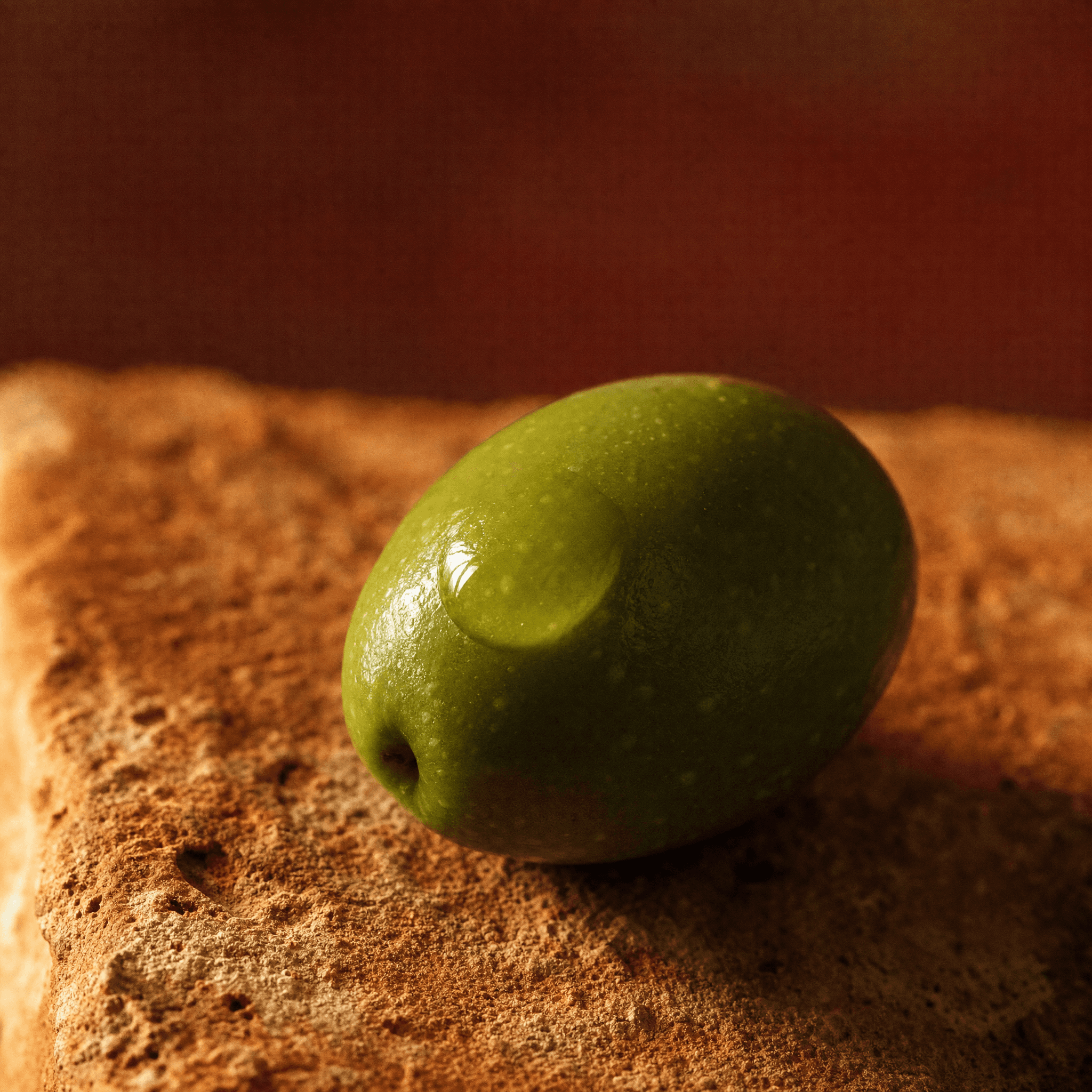 Picual Olive auf warmem Terrakotta